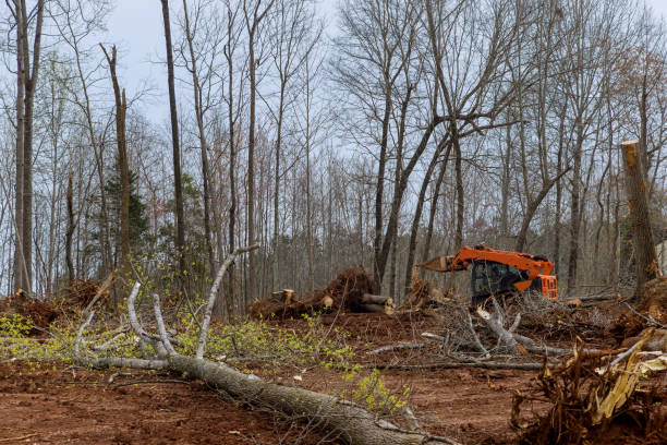 Best Utility Line Clearance  in Monticello, MN